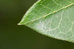 Purple milkweed